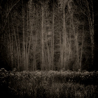 "Clustered Aspens"