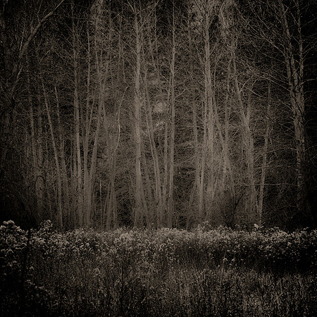 "Clustered Aspens"