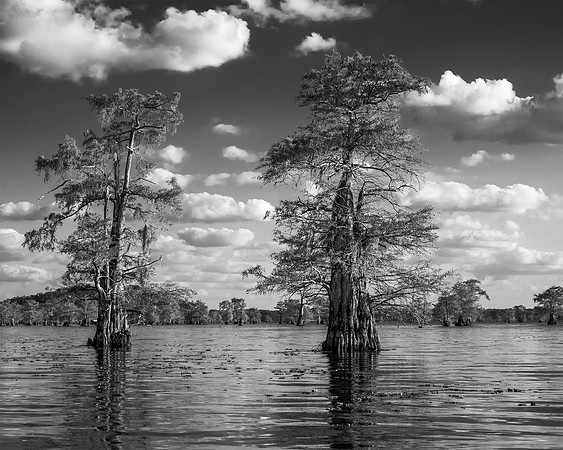 "Caddo Lake Potter's Point #2"