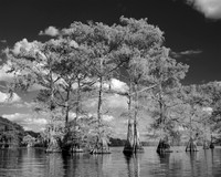 "Caddo Lake, Potter's Point #1"