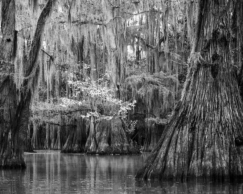 "Pine Island Pond #2"