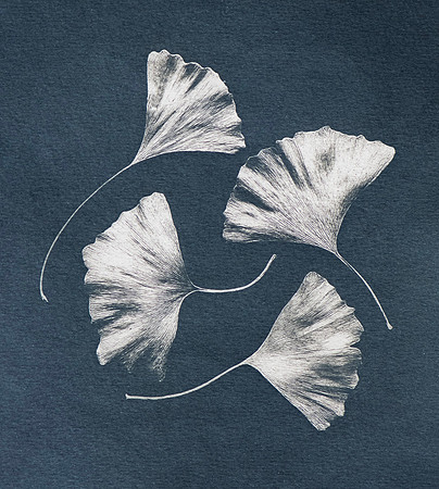 "Ginkgo Leaves #1"