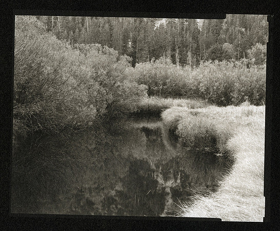 "Frosted Meadow"