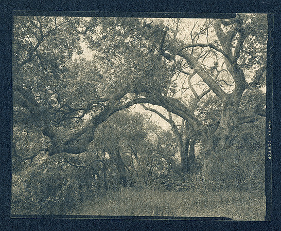 "Oak Woods"