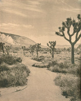 "Joshua Tree Echo I"