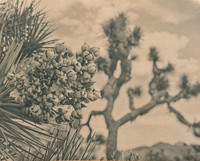 "Joshua Tree Echo II"