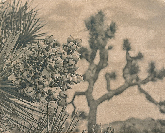 "Joshua Tree Echo II"