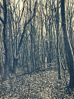 "Bakkum Duinen Return Il"