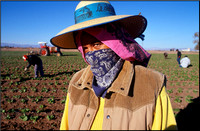 "Asparagus Picker, Calexico, CA"
