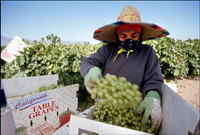 "Grape Harvest Boxing, Murretta, CA"
