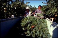 "Grape Harvest, Murretta, CA"