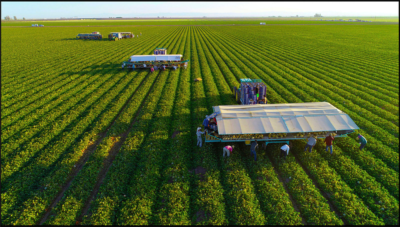 "Melon Harvest, Imperial Valley, CA"