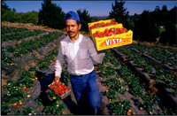 "Strawberry Worker, Vista, CA"