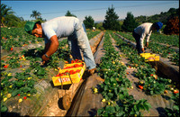 Strawberry Pickers, Vista, CA"