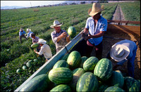 "Watermelon Loaders, Hemet, CA"
