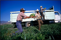 "Watermelon Pickers, Hemet, CA"