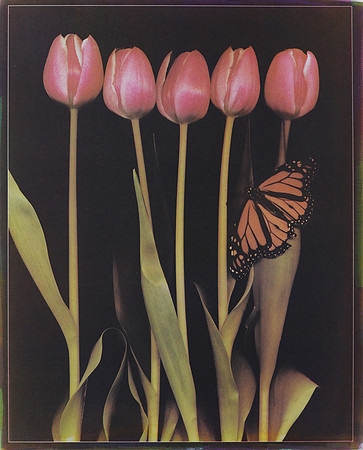 "Pink Tulip and Monarch"