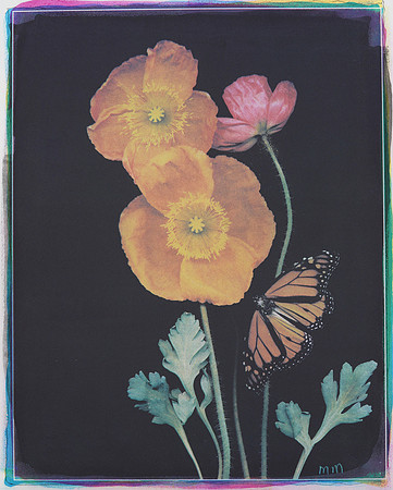 "Poppies and Monarch"