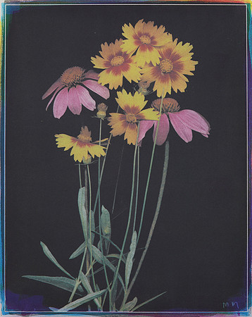 "Summer Daisy"