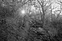 "Into the Light"