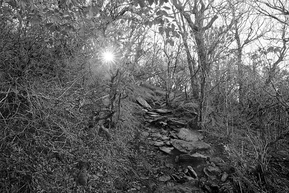 "Into the Light"