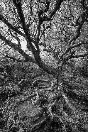 "Craggy Gardens Ancient Tree"