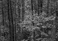 "Impermanence, Falling Autumn Leaves"