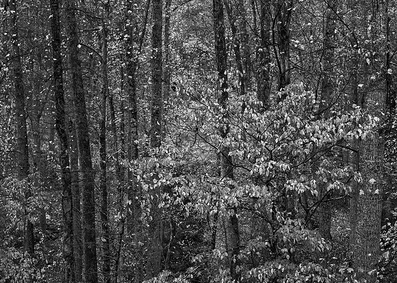 "Impermanence, Falling Autumn Leaves"