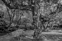 "Ancient Tree, Silver Pavilion, Kyoto"