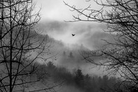 "Raven Floating on the Mist"