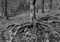 "Roots and Steps"