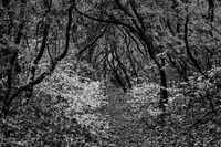"Protected, Path Through the Rhododendrons"
