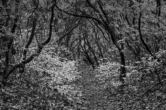 "Protected, Path Through the Rhododendrons"