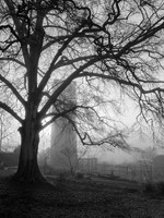 "Tulip Tree and Mill Tower Ruin, Glendale"
