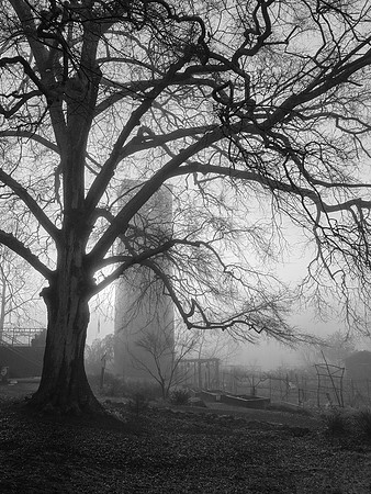 "Tulip Tree and Mill Tower Ruin, Glendale"