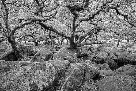 "Wistman's Wood, Dartmoor"