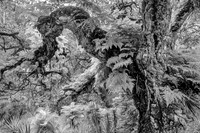 "Gnarled Cork Oak Tree"