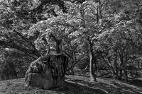 "Japanese Maple and Rock in Conversation"