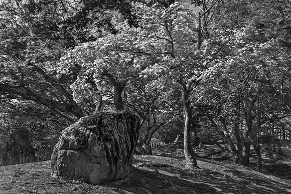 "Japanese Maple and Rock in Conversation"