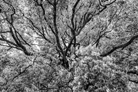 "Sacred Tree Canopy Meiji Jingu Shrine, Tokyo"