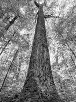 "Towering Presence, Joyce Kilmer Memorial Forest"