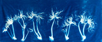 "Sea Palm Study"