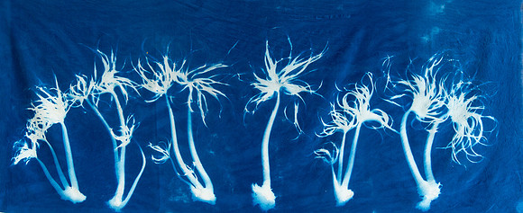 "Sea Palm Study"