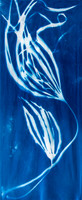 "Setchell's Kelp Study"