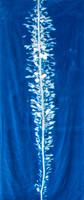 "Feather Boa Kelp Study 25"