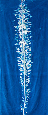 "Feather Boa Kelp Study 25"