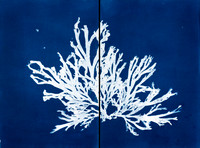"Dictyota Study 11"