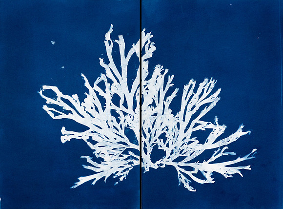 "Dictyota Study 11"