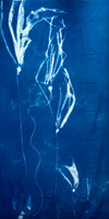 "Bull Kelp Study 5"