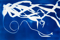 "Bull Kelp Study 6"